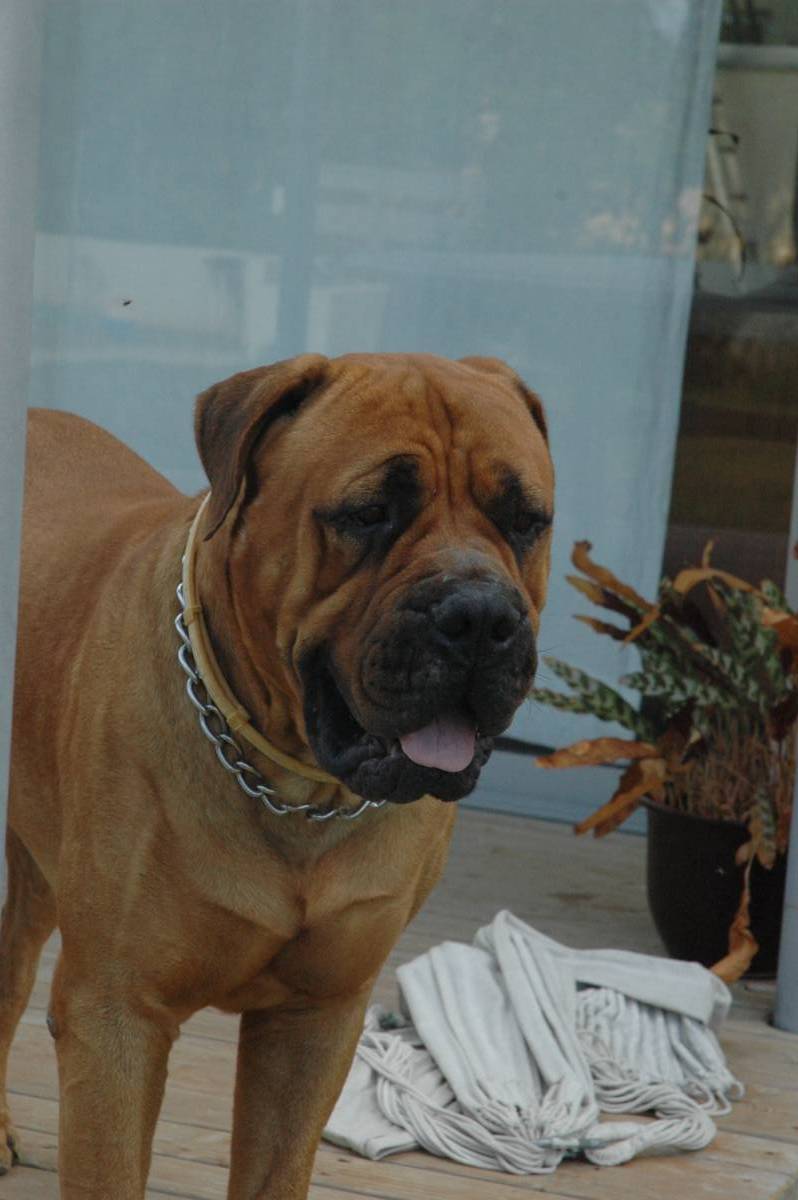 Bullmastiff — photo de la race de chien originaire de Royaume-Uni (1)