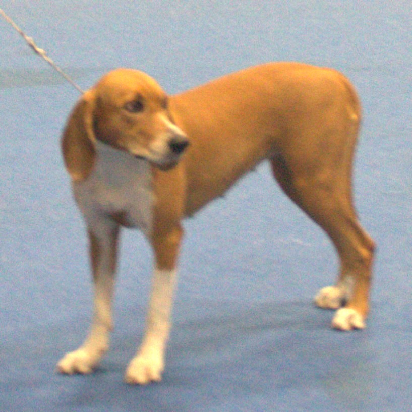 Chien courant de Hygen — photo de la race de chien originaire de Norvège (2)