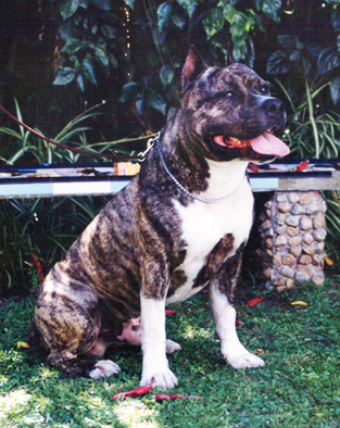 American staffordshire Terrier — photo de la race de chien originaire de États-Unis (5)
