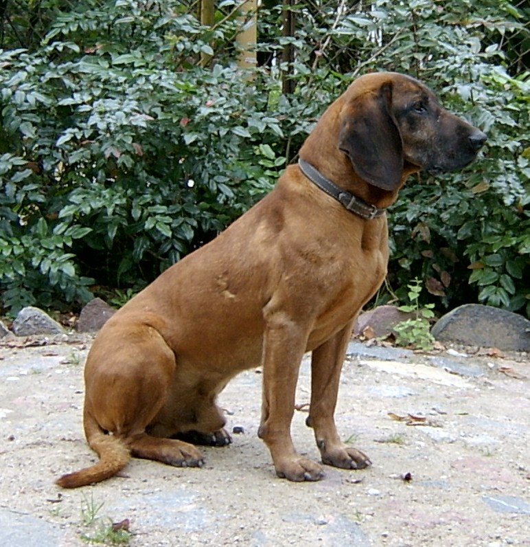 Chien rouge de Bavière — photo de la race de chien originaire de Allemagne (3)