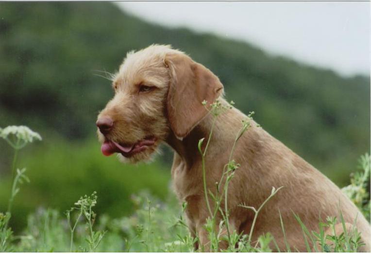 Braque hongrois à poil dur — photo de la race de chien originaire de Hongrie (3)