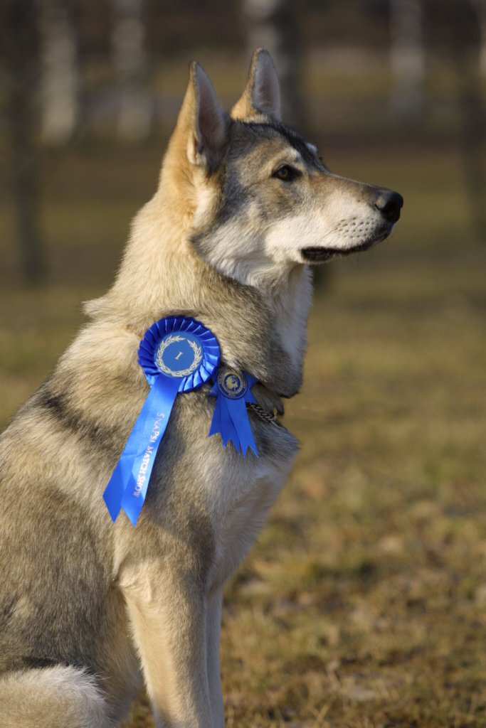 Tamaskan — photo de la race de chien originaire de Royaume-Uni (4)