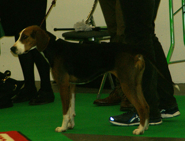 Hamilton stövare — photo de la race de chien originaire de Suède (2)