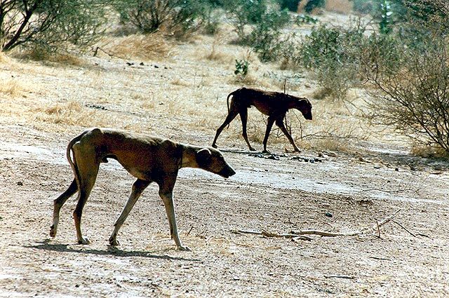 Azawakh — photo de la race de chien originaire de Mali (4)