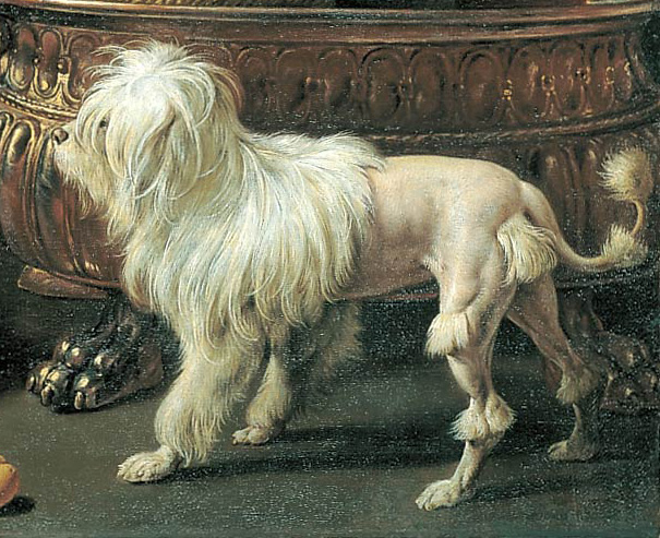 Petit chien lion — photo de la race de chien originaire de Europe (2)