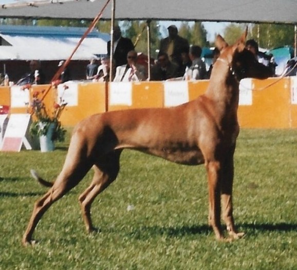 Chien du pharaon — photo de la race de chien originaire de Égypte (4)