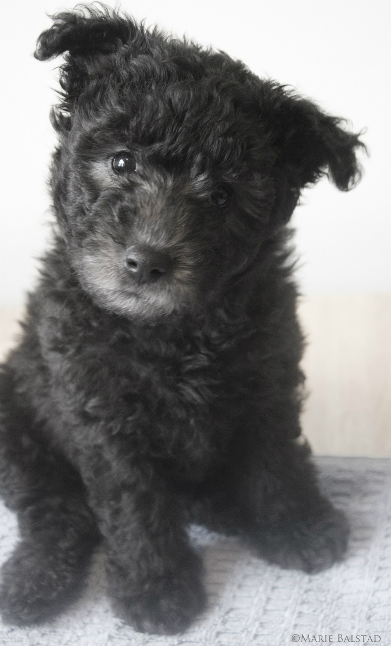Pumi — photo de la race de chien originaire de Hongrie (5)
