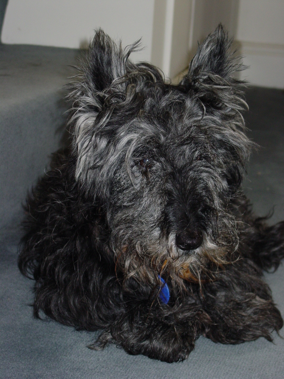 Scottish Terrier — photo de la race de chien originaire de Écosse (2)