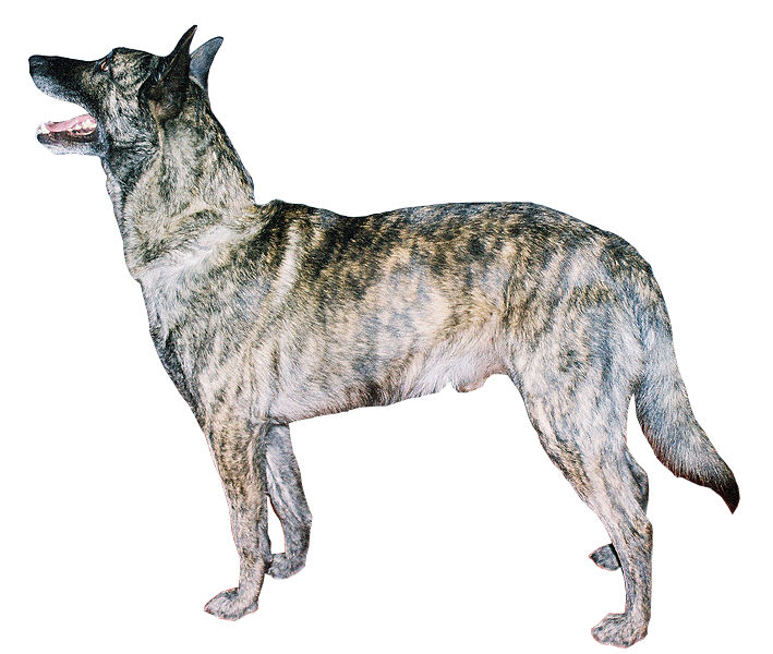 Berger Hollandais — photo de la race de chien originaire de Pays-Bas (4)