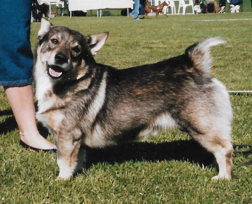 Spitz des Wisigoths — photo de la race de chien originaire de Suède (4)