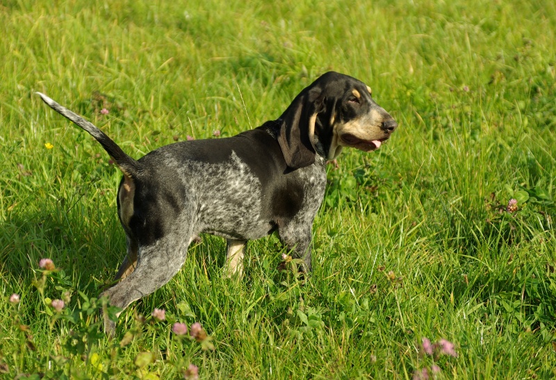 Petit bleu de Gascogne — photo de la race de chien originaire de France (4)