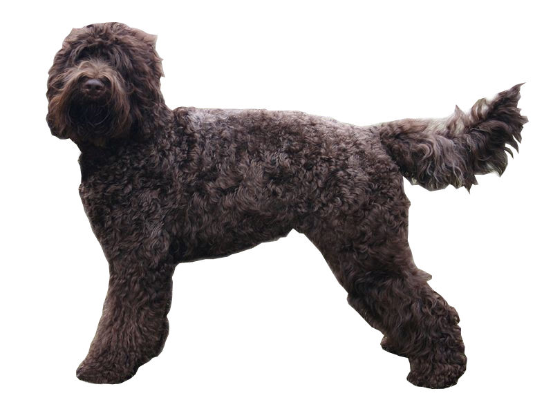 Barbet — photo de la race de chien originaire de France (4)
