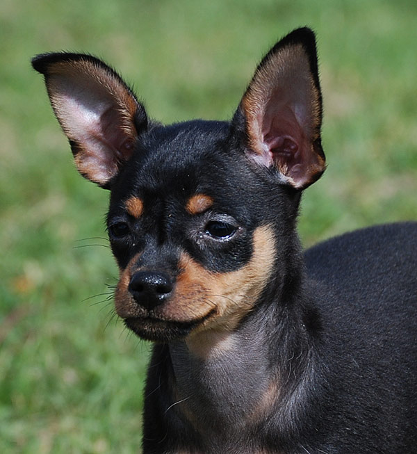 Russkiy Toy — photo de la race de chien originaire de Russie (4)