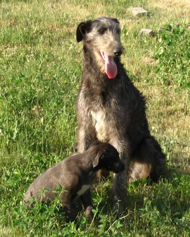 Lévrier écossais — photo de la race de chien originaire de Écosse (3)