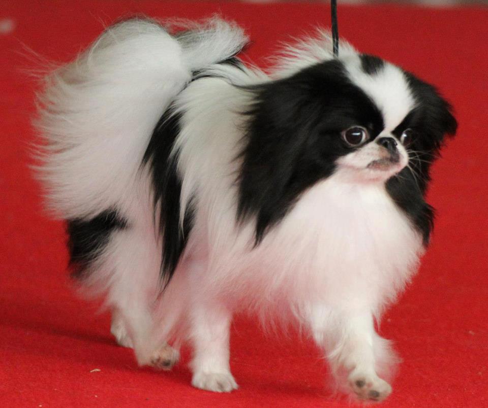 Epagneul japonais — photo de la race de chien originaire de Japon (5)