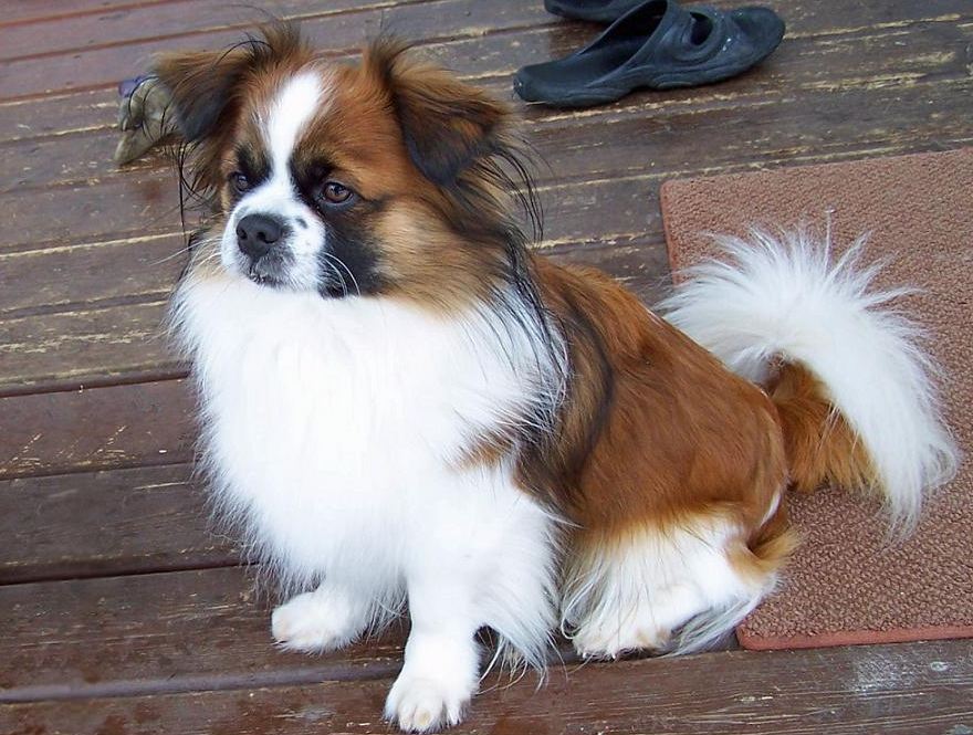 Epagneul tibétain — photo de la race de chien originaire de Tibet (3)