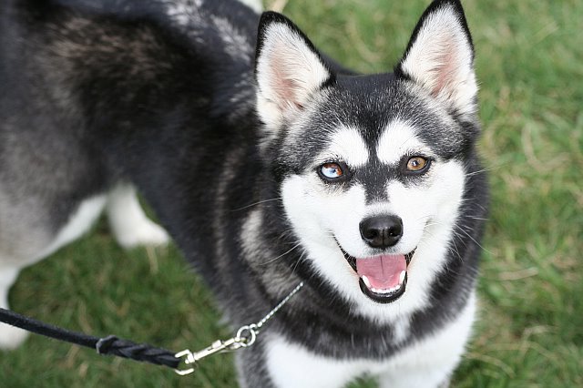 Alaskan Klee Kai — photo de la race de chien originaire de États-Unis (5)