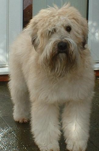 Terrier Irlandais à poil doux — photo de la race de chien originaire de Irlande (3)
