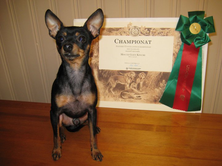 Ratier de Prague — photo de la race de chien originaire de Tchéquie (6)
