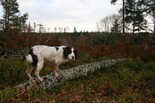 Springer anglais — photo de la race de chien originaire de Angleterre (2)