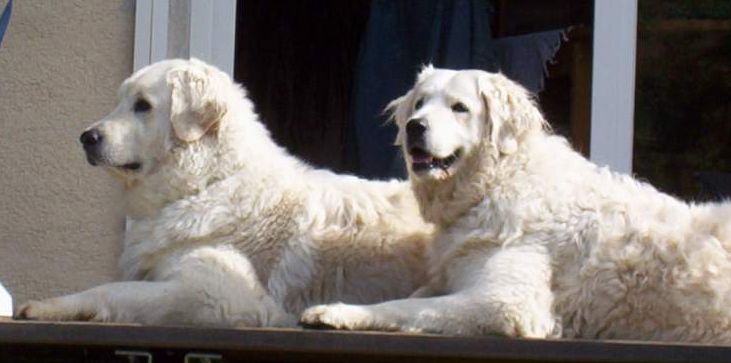 Kuvasz — photo de la race de chien originaire de Hongrie (2)