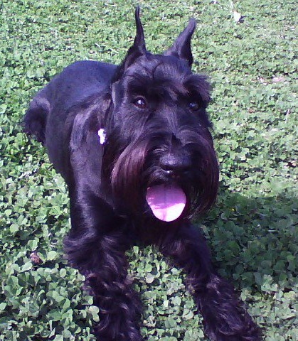 Schnauzer moyen — photo de la race de chien originaire de Allemagne (3)