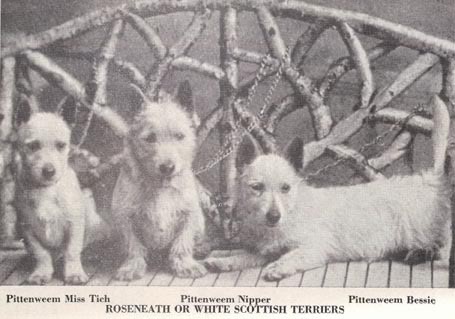 Westie — photo de la race de chien originaire de Écosse (4)