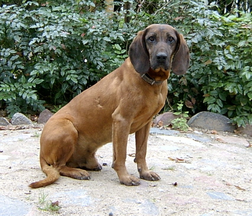 Chien rouge de Bavière — photo de la race de chien originaire de Allemagne (1)