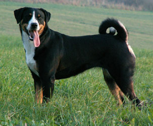 Bouvier d’Appenzell