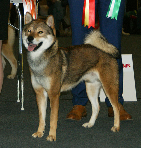 Shikoku Ken — photo de la race de chien originaire de Japon (3)