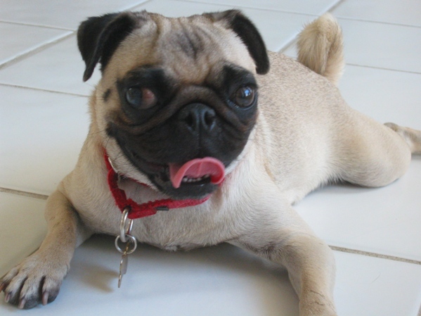 Carlin ou Pug — photo de la race de chien originaire de Chine (5)