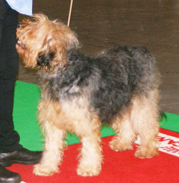 Chien courant de Bosnie à poil dur — photo de la race de chien originaire de Bosnie-Herzégovine (6)
