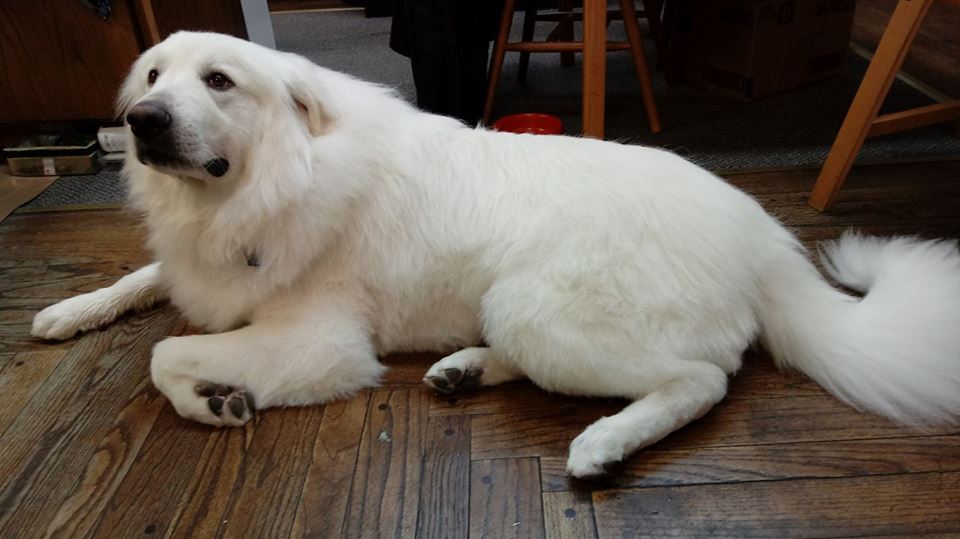 Chien de montagne des Pyrénées — photo de la race de chien originaire de Espagne (5)