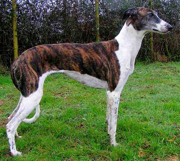 Lévrier hongrois — photo de la race de chien originaire de Hongrie (5)