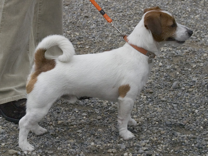 Jack Russel — photo de la race de chien originaire de Royaume-Uni (3)