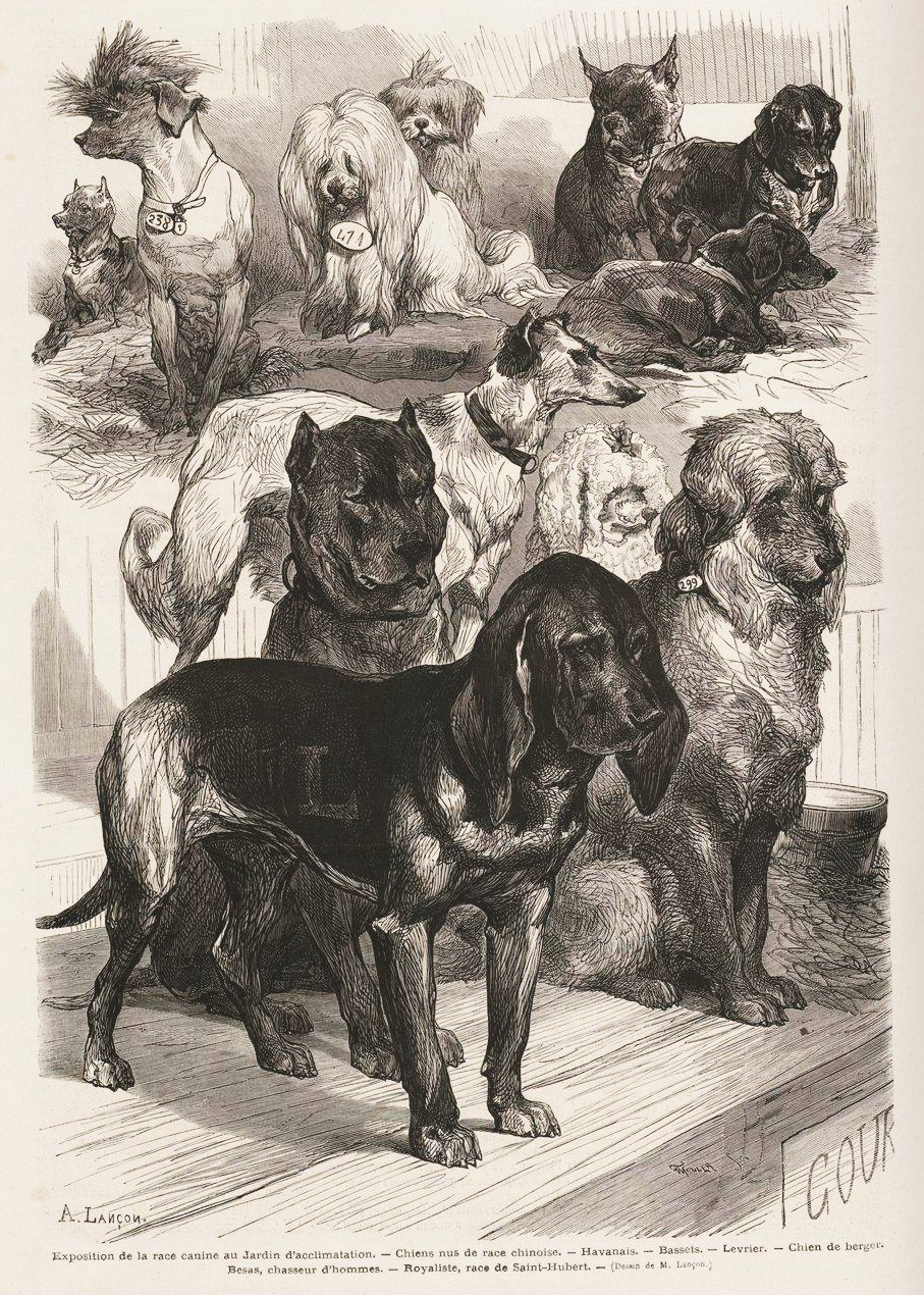 Bichon havanais — photo de la race de chien originaire de Cuba (2)