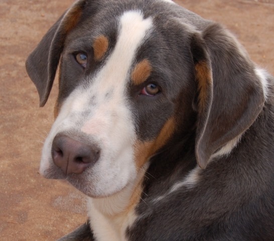Grand bouvier suisse — photo de la race de chien originaire de Suisse (5)
