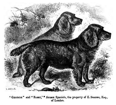 Sussex Spaniel — photo de la race de chien originaire de Angleterre (1)