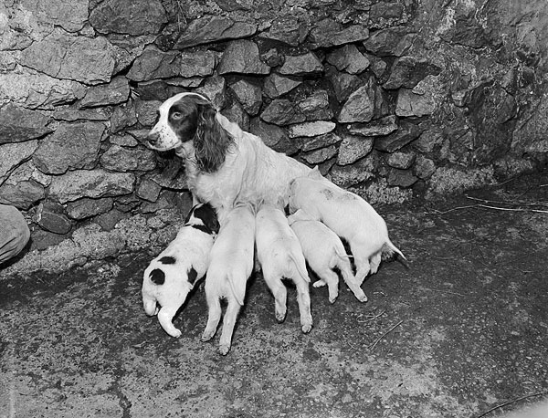 Welsh Springer Spaniel — photo de la race de chien originaire de pays de Galles (1)