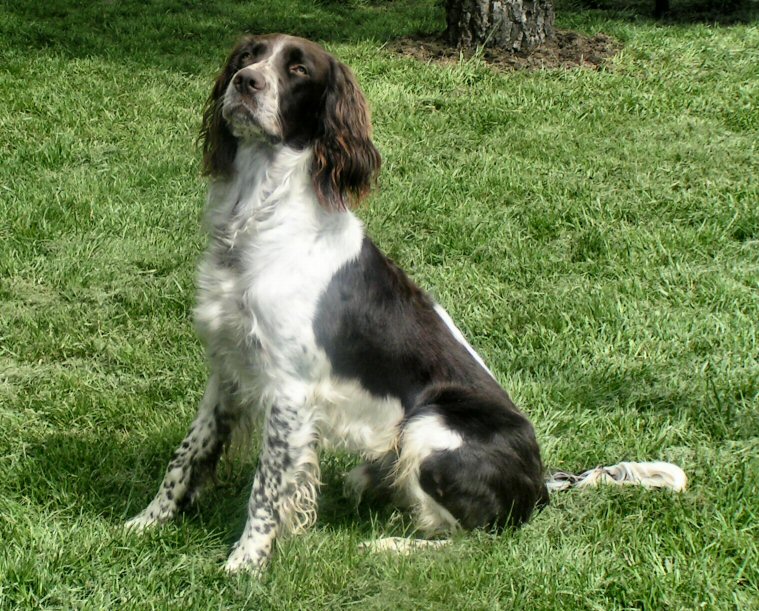 Epagneul français — photo de la race de chien originaire de France (2)