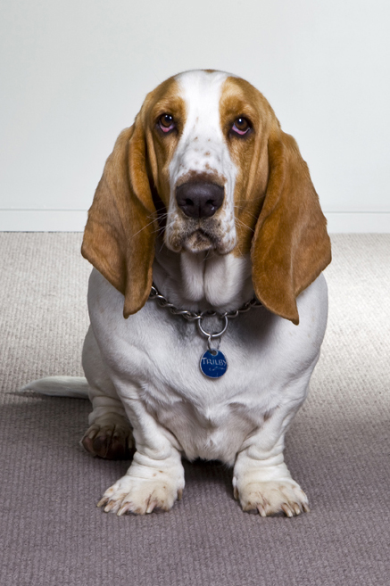 Basset hound — photo de la race de chien originaire de France (2)