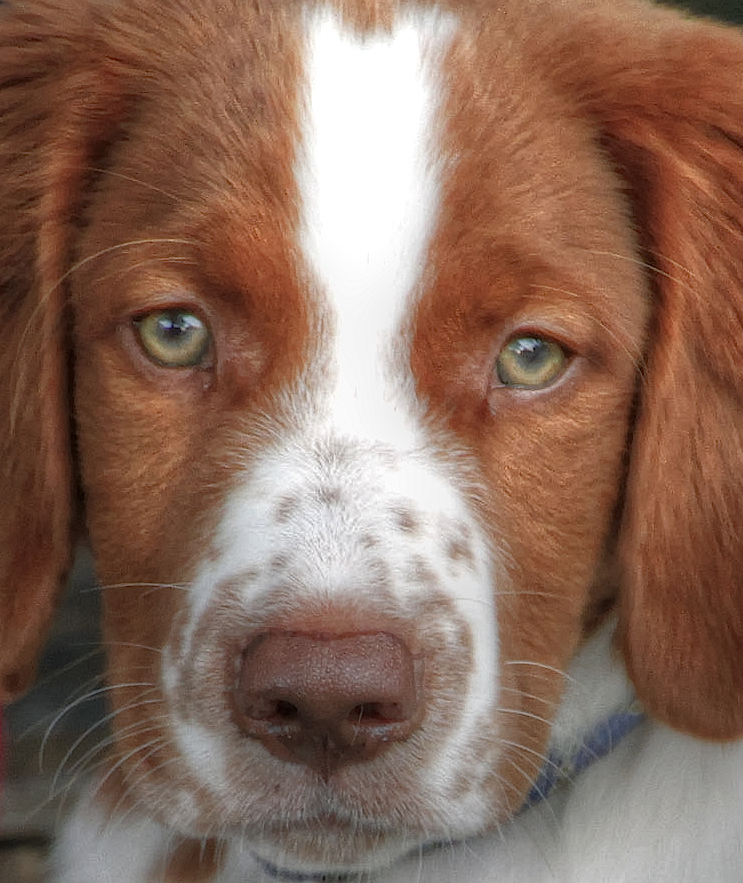 Welsh Springer Spaniel — photo de la race de chien originaire de pays de Galles (4)