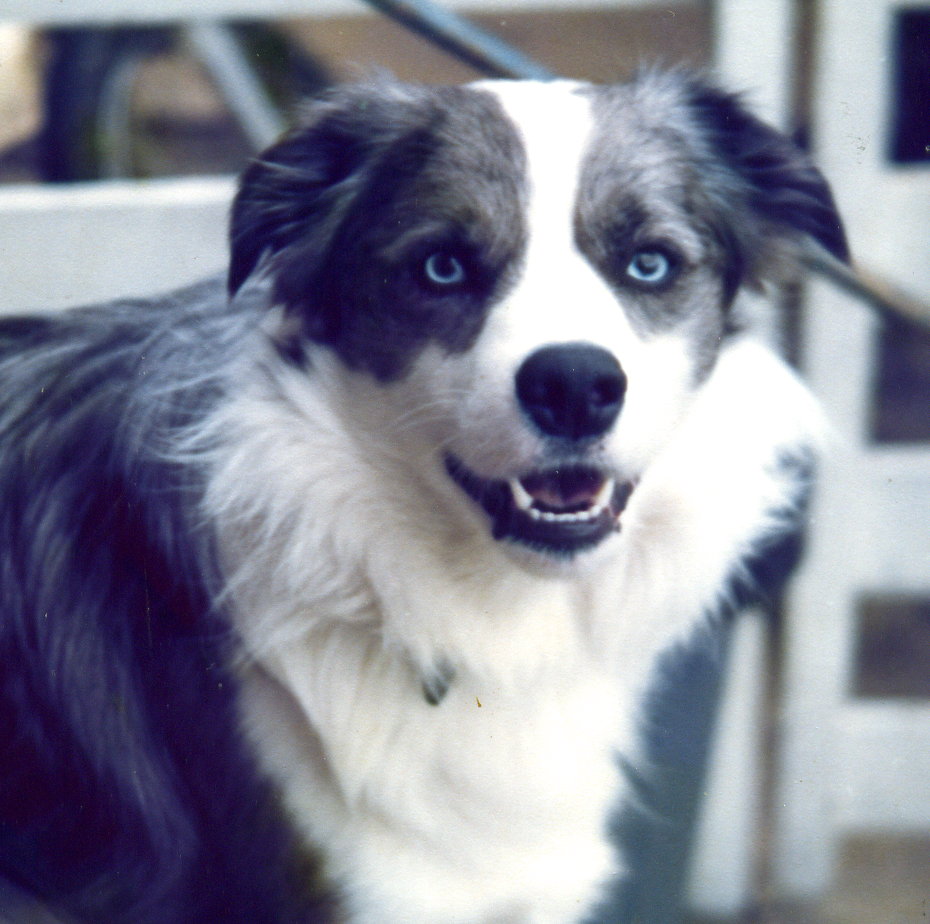 Border collie — photo de la race de chien originaire de Royaume-Uni (5)