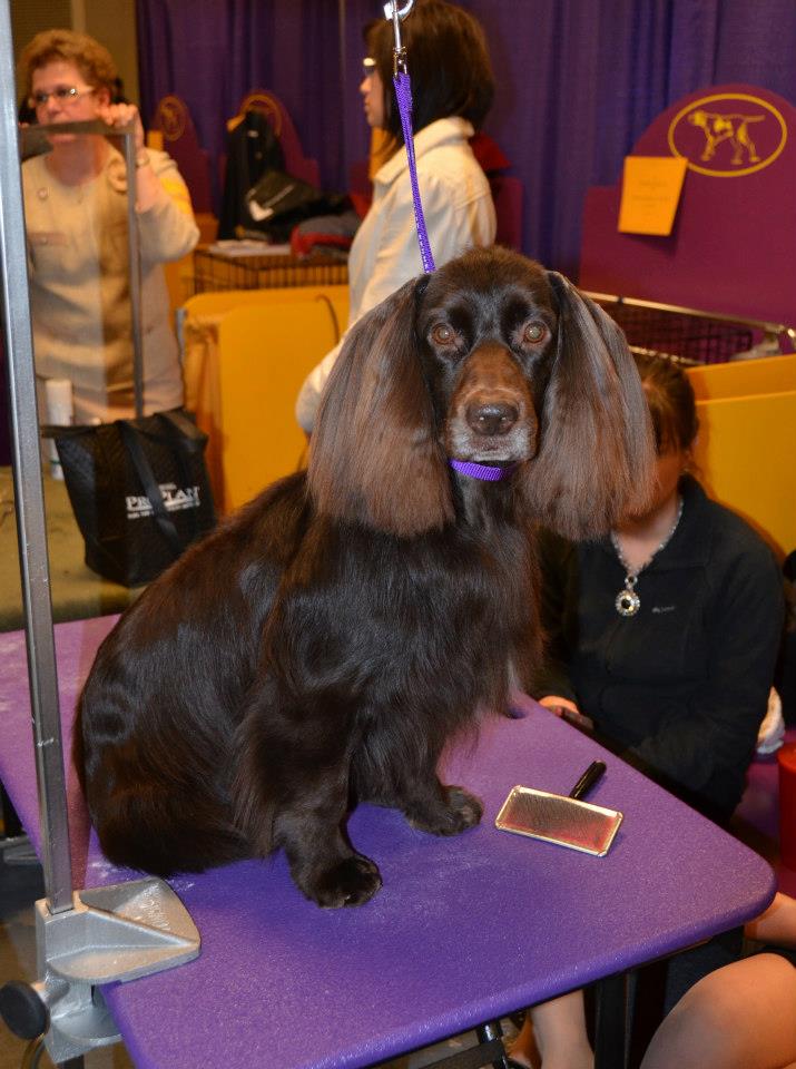 Field Spaniel — photo de la race de chien originaire de Angleterre (1)