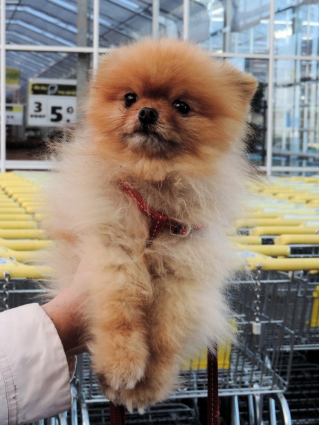 Spitz nain — photo de la race de chien originaire de Allemagne (6)