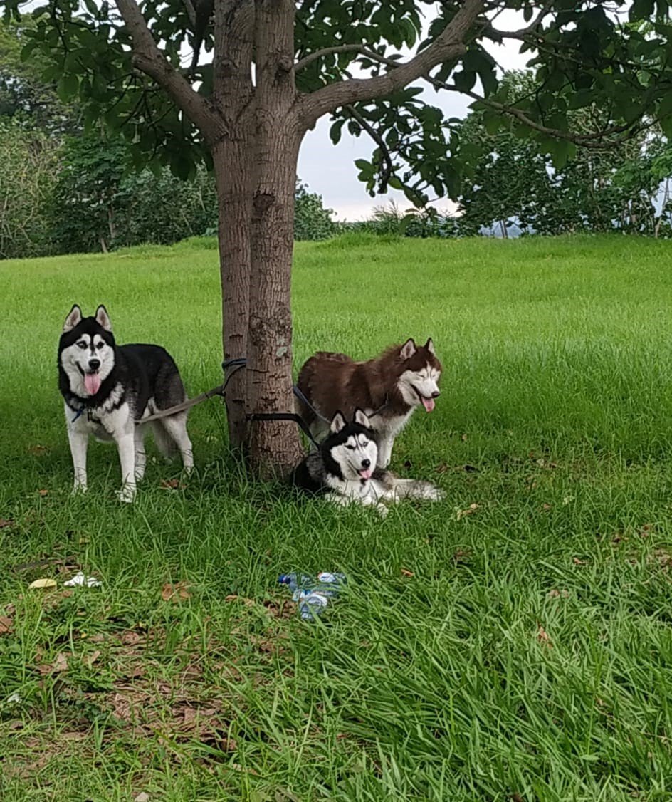 Husky sibérien — photo de la race de chien originaire de Sibérie (3)