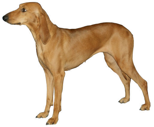 Chien courant italien à poil ras — photo de la race de chien originaire de Italie (1)