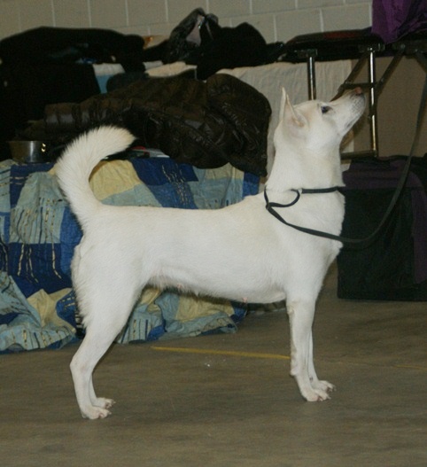 Kishu — photo de la race de chien originaire de Japon (2)