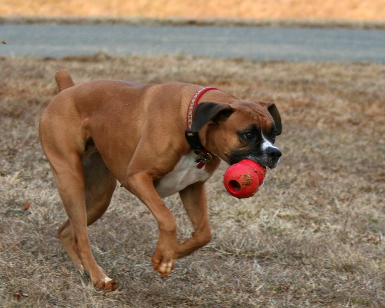 Boxer — photo de la race de chien originaire de Empire allemand (4)