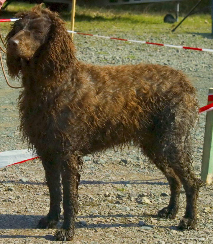 Epagneul de Pont-Audemer — photo de la race de chien originaire de France (1)